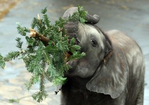 elephant-eating
